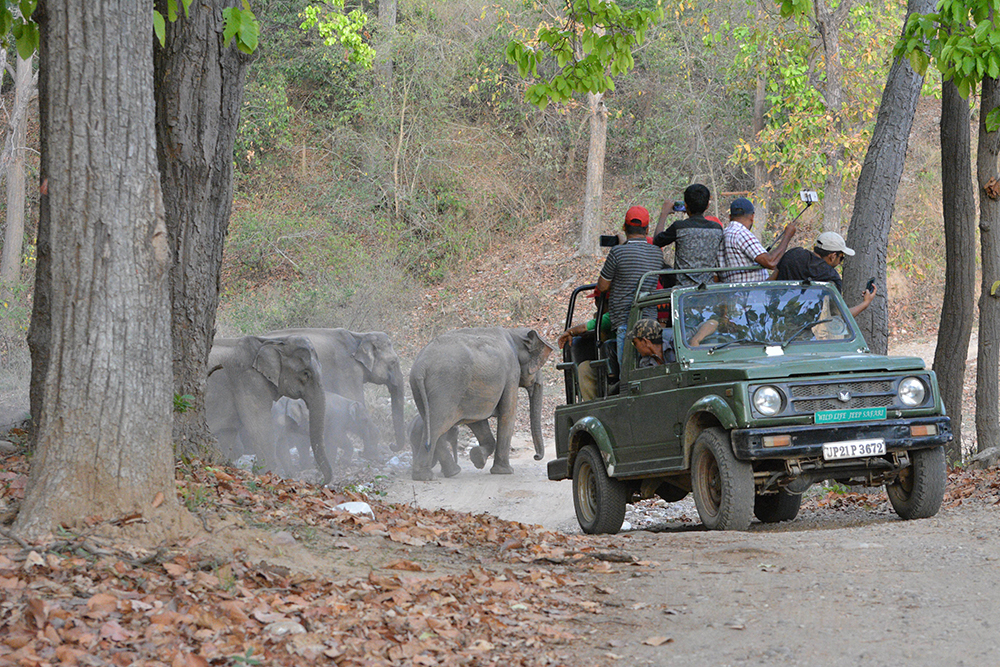 Jungle safari in rajaji national park