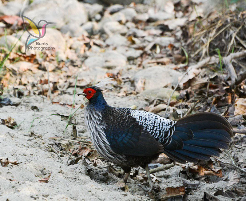 khalij peasant in Rajaji National Park